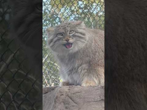 shorts 頂上で毛づくろい始めたオリーヴァちゃん💦　マヌルネコ　埼玉県こども動物自然公園にて　2026年3月7日