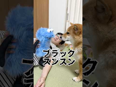 スンスンがいわないことw 柴犬 スンスン