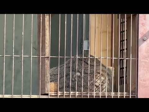 エルくんとミーニャちゃんの息子たち　マヌルネコ　東山動植物園にて　2026年3月13日 サムネイル