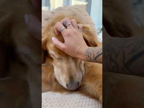 coming home to my golden retriever🥵goldenretreivers  dog pu… サムネイル