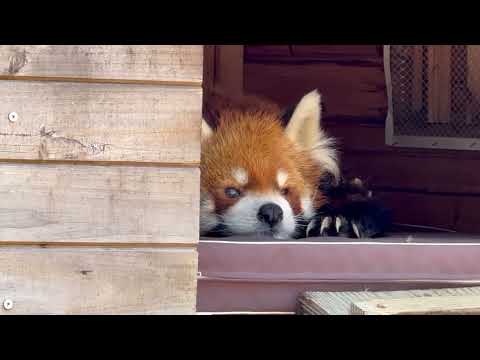「動物の食事時間」(動物ガイド)直前の風太くん　レッサーパンダ　千葉市動物公園にて　2026年2月23日 サムネイル
