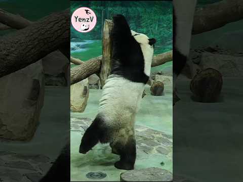 圓仔翹起腿腿拿黃金竹好可愛 panda zoo cute 貓熊 熊貓 yuanzai taipeizoo 台北市立動物… サムネイル