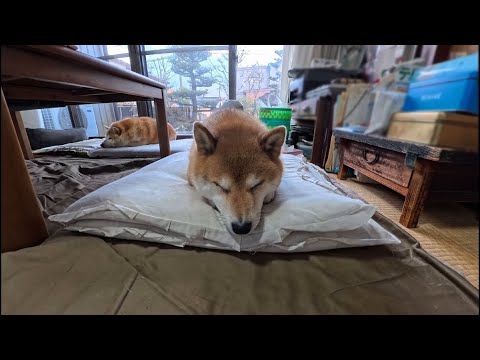 家主が用事で立ったスキにお座布団を占拠する柴犬達 サムネイル