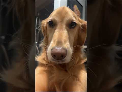 Bikini Try-On Haul 110 :| 4K Transparent Lingerie & See-Thr…