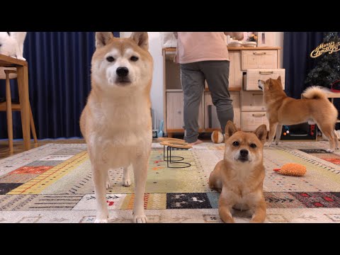 柴犬の姉妹がピリついた時、長男の判断がさすがすぎた サムネイル