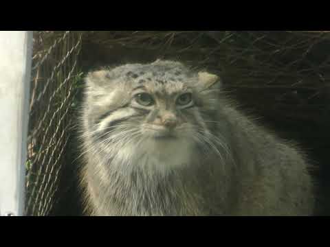 年末のアズちゃんとオトちゃん　マヌルネコ　神戸どうぶつ王国　00041 サムネイル