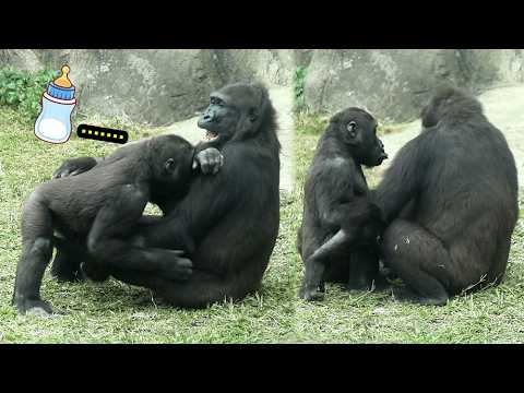 Gorilla Ringo wanted milk badly, pouted金剛猩猩 Ringo盧奶不成嘟嘴,Iri… サムネイル