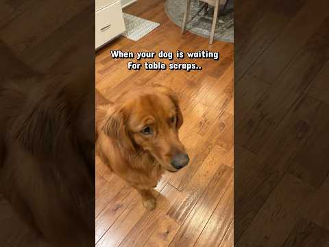 Legend has it the dog is still waiting.. 🤣 サムネイル