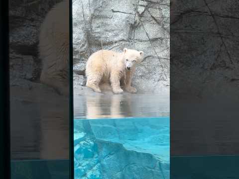 shorts お水をチャポチャポ モモ太くん　  ホッキョクグマの仔　秋田県男鹿水族館GAOにて2026年5月1日 サムネイル