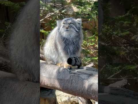 shorts ナゴムくん　あくび　マヌルネコ　那須どうぶつ王国　2026年3月1日