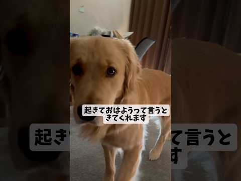 日向ぼっこgoldenretriever ゴールデンレトリバー サムネイル