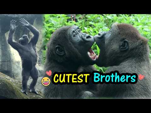 Gorilla Ringo loves playing with Jabali with his cute antic…