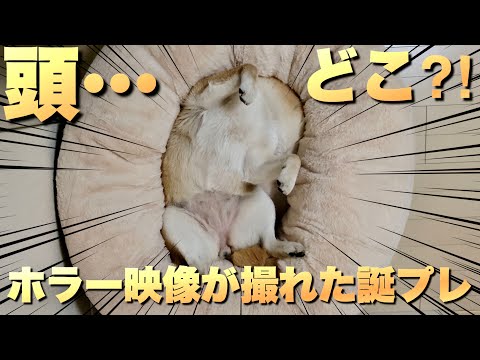 こたつが大好きな柴犬に、誕プレを渡したらホラーに寝る映像が撮れた サムネイル