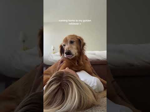 coming home to my golden retriever❤️india retreiver dog pup… サムネイル