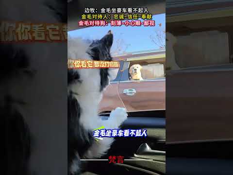 我不行了 這是狗狗能做出來的表情嗎 笑到我了 意外 有趣 狗狗 狗 搞笑 萌寵 amazing funny dog l… サムネイル