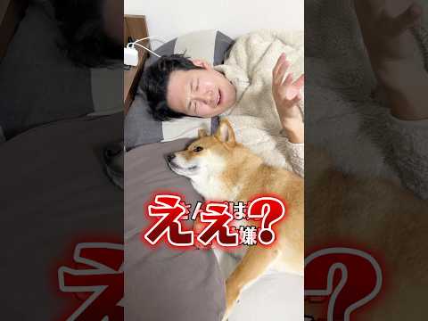 家出るまで大変なのよ　#柴犬  #shorts サムネイル
