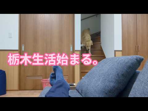 本格的に栃木生活を始める。ゴールデンレトリバーティト サムネイル