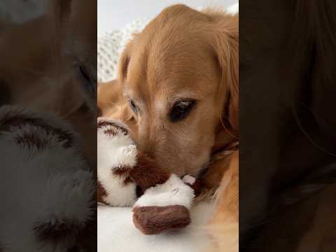 coming home to my golden retriever🥵goldenretreivers dog pup… サムネイル