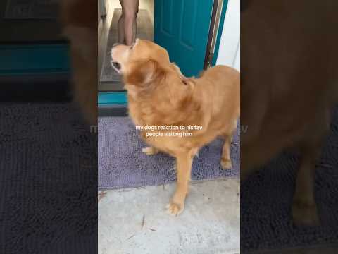 coming home to my golden retriever🥵goldenretreivers dog pup… サムネイル