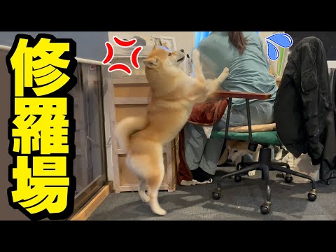 突然、柴犬が噛みつき犬パンチ連打でブチギレたので修羅場になりました… サムネイル