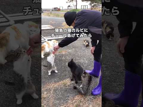猫島に住む島猫のカルビにチュールあげたらまさかの2足直立を披露 猫島 野良猫 地域猫 shorts サムネイル
