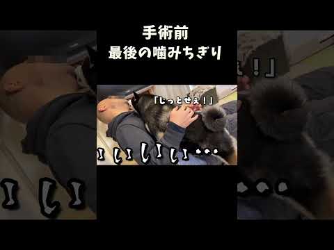 手術前最後の噛みちぎり サムネイル