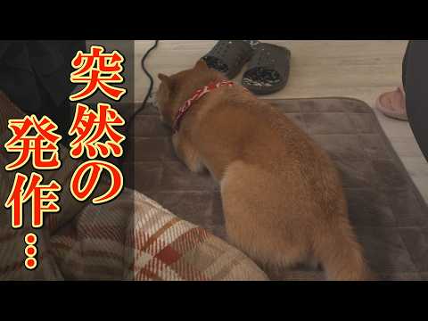 【感動】兄のてんかん発作に気付いた弟柴犬の行動が優しすぎて、ジーンときました。 サムネイル