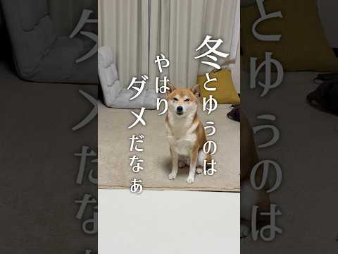 冬の寒さ対策をモフ代表が教えます 柴犬 サムネイル