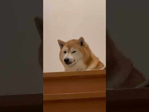 柴犬福 兄を出迎える時の柴犬の顔🤣Brother and Shiba🤣兄と柴 shorts funny 柴犬 japa… サムネイル