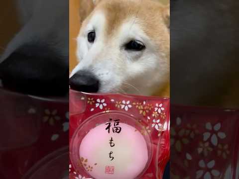 柴犬福 福もちを開封した姉にいじられちゃう柴犬🤣Sis and Shiba🤣姉と柴 shorts funnydog f… サムネイル