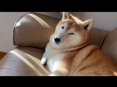 柴犬福 ターキーレッグ周辺を撫でてもらうマザコンぷりち丸🤣Mother's boy Shiba Inu🤣 サムネイル