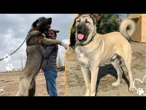 Why the Anatolian Shepherd Is Nothing Like a Typical Guard… サムネイル