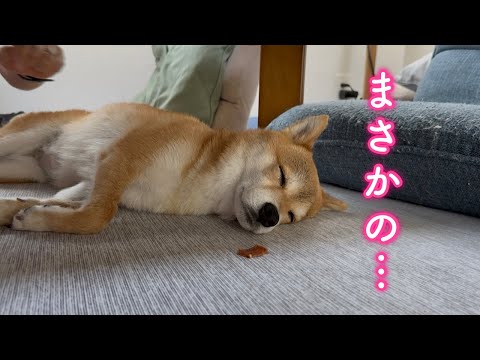 愛犬のお昼寝中に大好きなおやつを目の前に置いてみたら反応が面白すぎました サムネイル