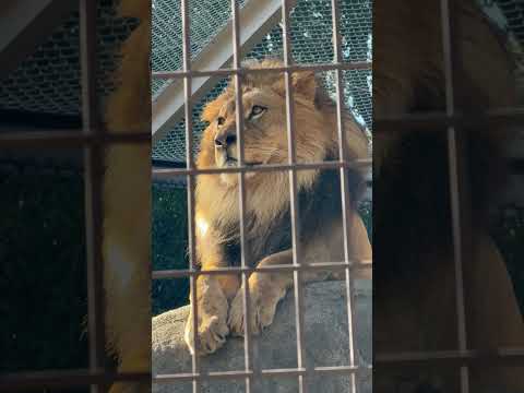 shorts 向かい側から家族の匂いをスンスン⁈ アース父さん　ライオン　のんほいパークにて　2026年1月23日 サムネイル