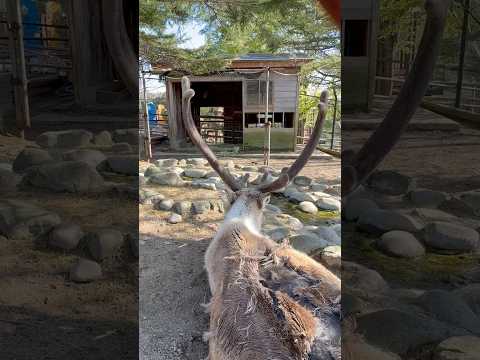 shorts トナカイの春来くん　大森山動物園　2026年4月29日 サムネイル