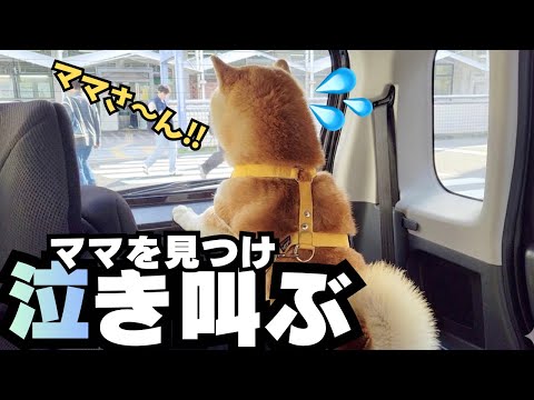 朝から出かけたママ＆娘を発見し…車の中から全力で鳴き叫ぶ柴犬 サムネイル