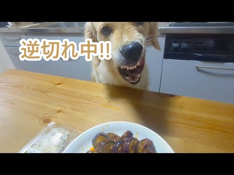 叱ったら逆切れかっ。ゴールデンレトリバーティト サムネイル