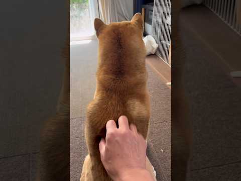 柴犬とん君の後頭部　柴犬　柴犬とん サムネイル