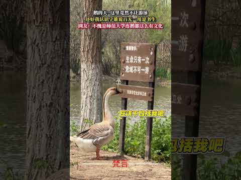 鵝的天~這裡竟然不讓游泳 還好我認識字誰說百無一用是書生 意外 萬萬沒想到 神奇 動物 有趣 搞笑 amazing a… サムネイル