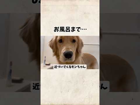 お風呂にまでついてくるモンちゃんgoldenretriever ゴールデンレトリバー サムネイル