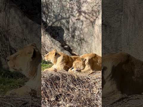 shorts サナちゃんとトムくん　ライオン　浜松市動物園にて　2026年2月15日 サムネイル