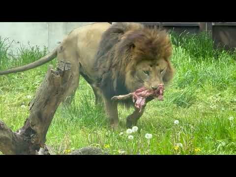 アレンくん 途中何度も向きを変えて我々に見せてくれます🥹☺️  屠体給餌「ライオンのガブガブタイム」　千葉市動物公園に…