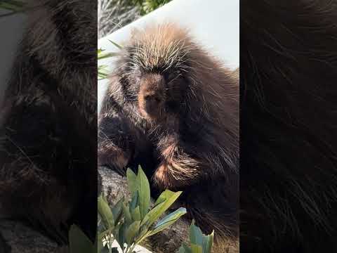 shorts カナダヤマアラシさん　浜松市動物園　2026年2月14日  IMG 8472 サムネイル