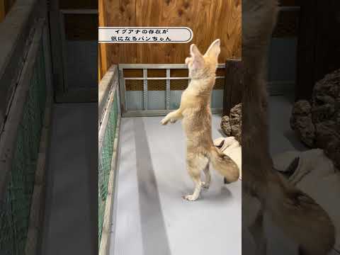 新しい仲間が加わりました！shorts 動物 動物園 サムネイル