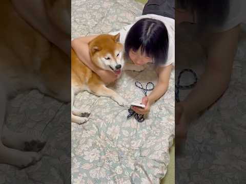柴犬福 姉との自撮りでキメ顔柴犬【懐かし動画】🤣Sis and Shiba🤣姉と柴 shorts japanesedo… サムネイル