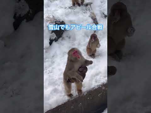 今日の雪はサラサラな雪♪ニホンザル達も元気いっぱいです♪shorts ニホンザル 積雪 サムネイル