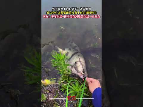 男子野外垂釣釣到了一條大鱂魚 看它身後還緊緊跟著幾條小魚後果斷放生 善良 kindness shorts サムネイル