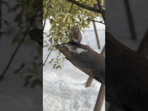 short ニホンリスさん　那須どうぶつ王国にて　2026年2月1日