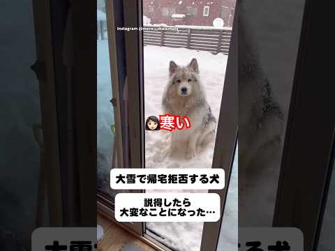 ママ寒い…大雪でも外にいたがる犬　アラスカンマラミュート 犬　かわいい犬 雪 犬のいる暮らし サムネイル