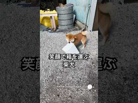 笑顔で箱を運ぶ柴犬　柴犬　犬　かわいい犬 犬のいる暮らし 癒し サムネイル